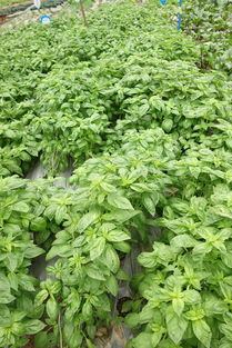 香料作物种植与优选指南 天鸿种子网助力现代农业发展