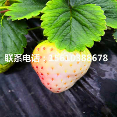 山东明宝草莓苗选购指南 优质种苗供应商甄别全攻略